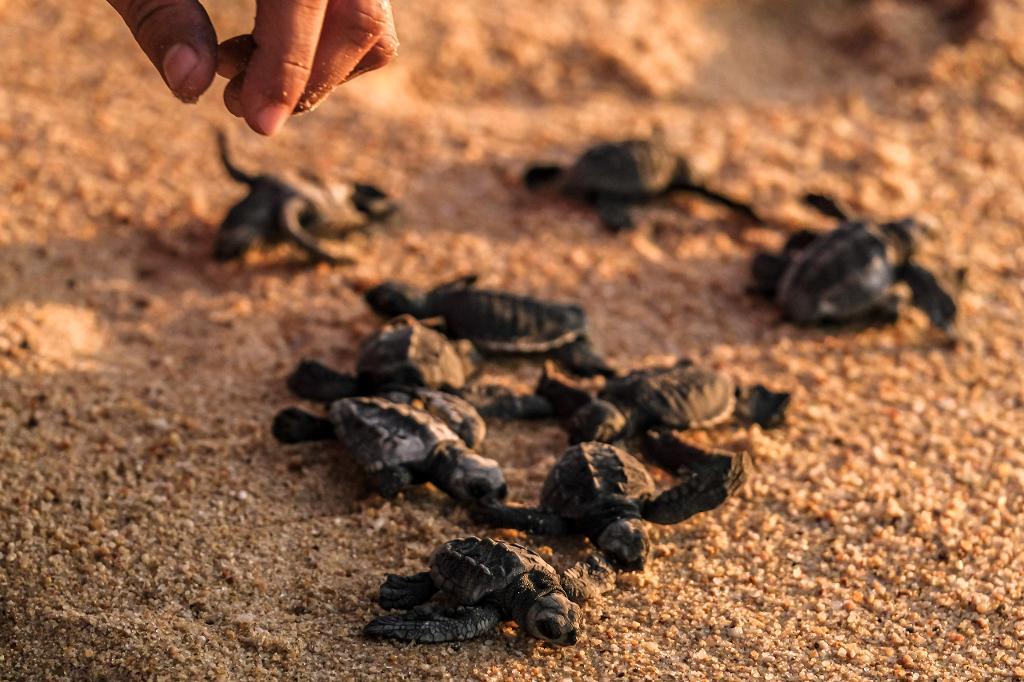 Liberacion-de-tortugas-en-Mayto